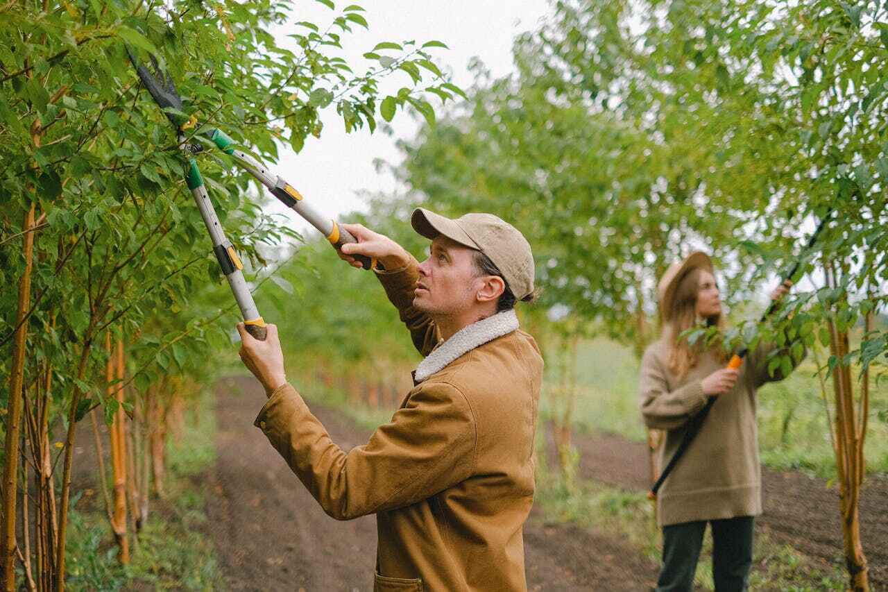 Trusted Wallis, TX Tree Service Experts